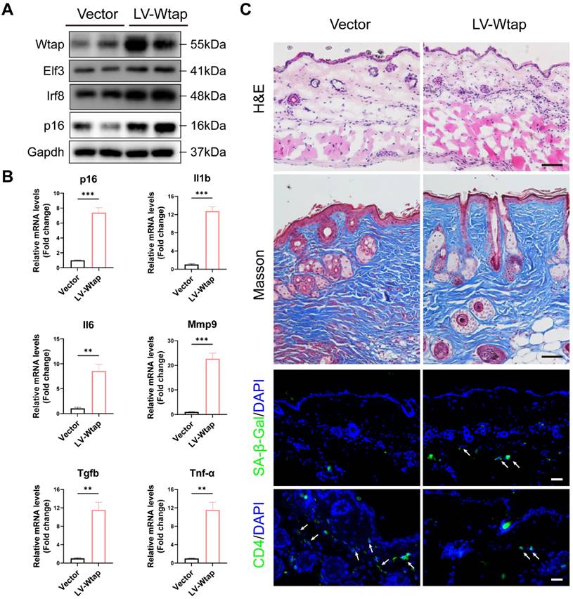 Int J Biol Sci Image