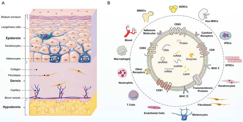 Int J Biol Sci Image