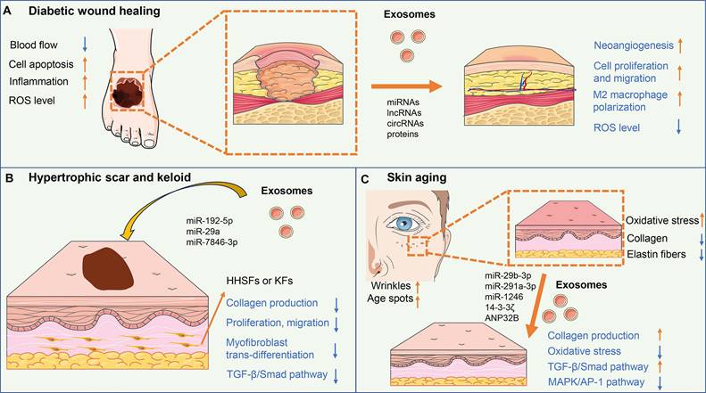 Int J Biol Sci Image