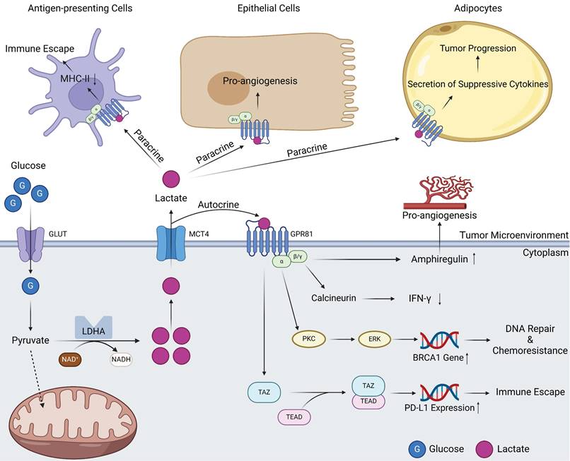 Int J Biol Sci Image