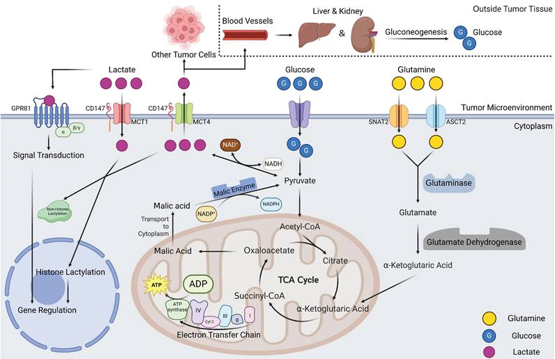 Int J Biol Sci Image