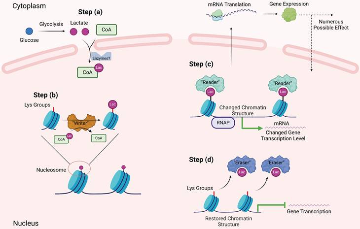 Int J Biol Sci Image