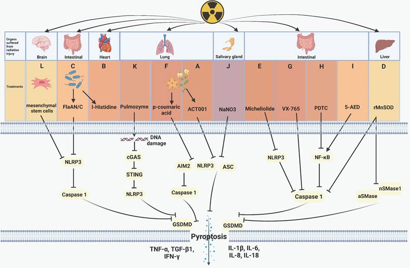 Int J Biol Sci Image