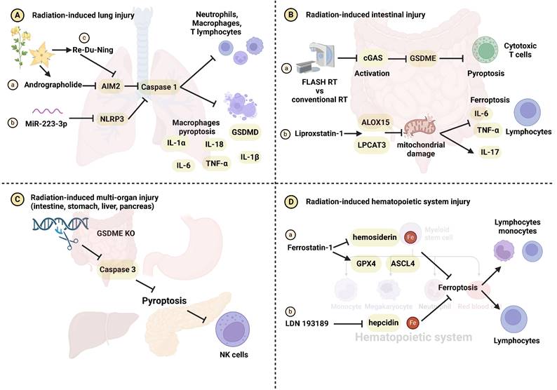 Int J Biol Sci Image