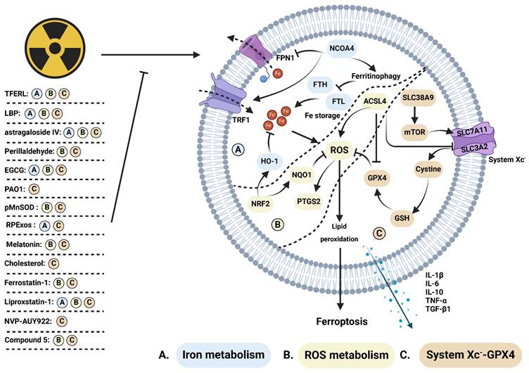 Int J Biol Sci Image