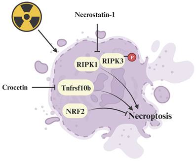 Int J Biol Sci Image