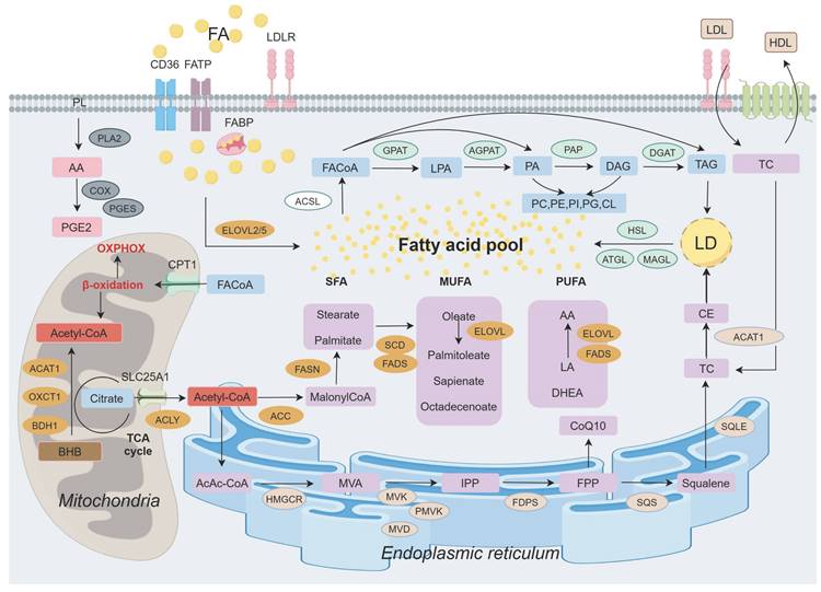 Int J Biol Sci Image