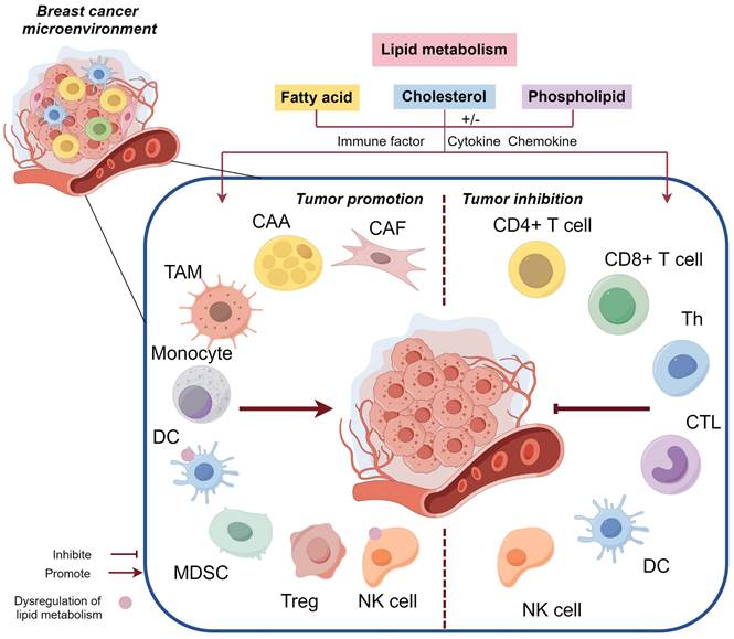 Cancer-associated adipocytes: emerging supporters in breast cancer, Journal of Experimental & Clinical Cancer Research