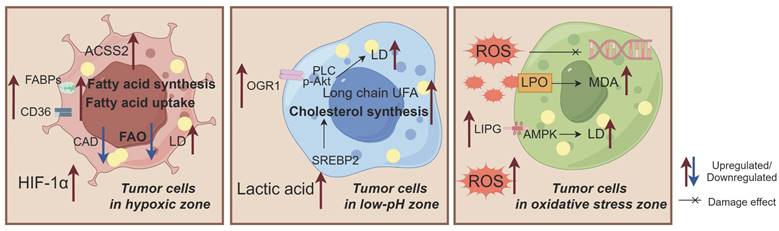 Int J Biol Sci Image