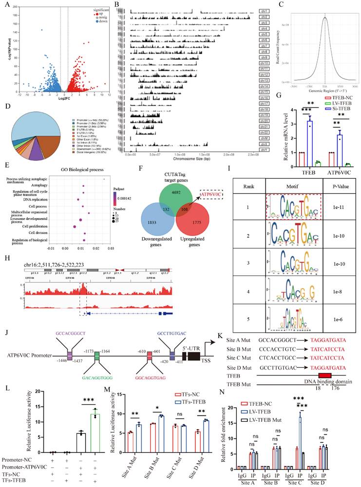 Int J Biol Sci Image