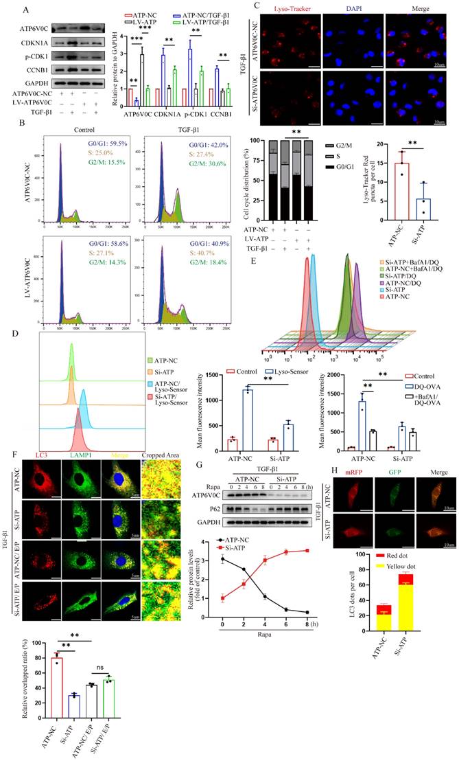 Int J Biol Sci Image