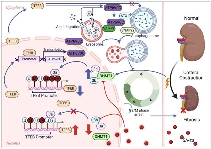 Int J Biol Sci Image