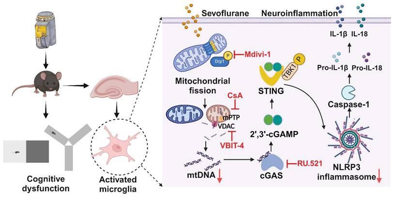 Int J Biol Sci Image