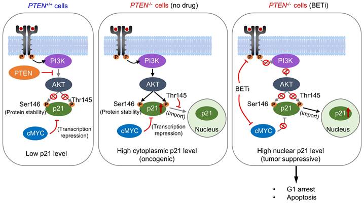 Int J Biol Sci Image