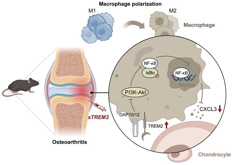 Int J Biol Sci Image