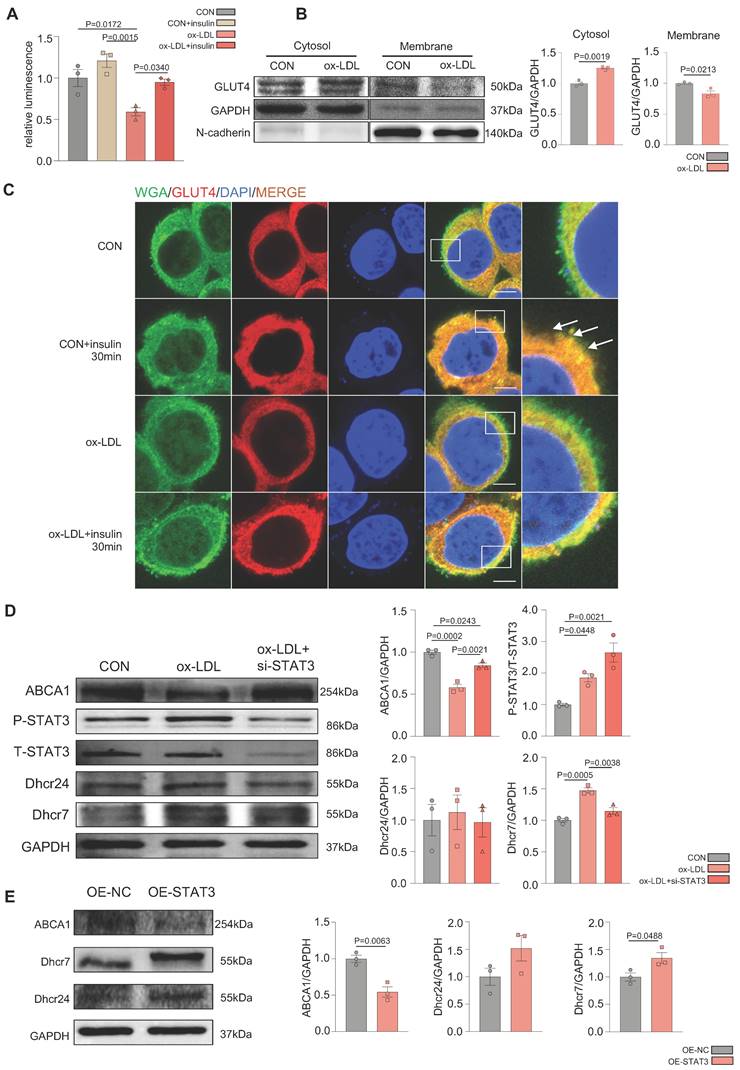 Int J Biol Sci Image