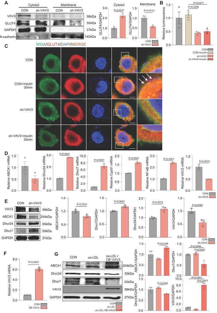 Int J Biol Sci Image