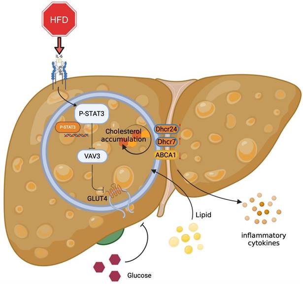 Int J Biol Sci Image