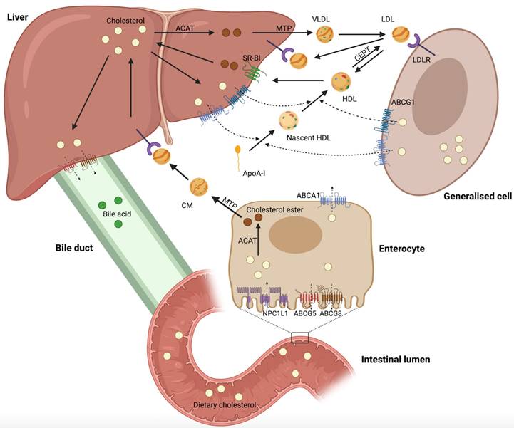 Int J Biol Sci Image