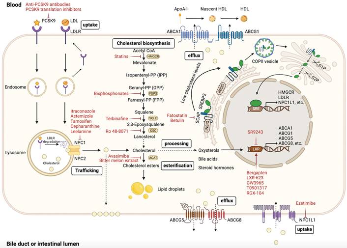 Int J Biol Sci Image