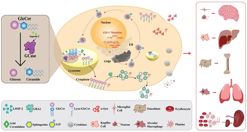 Int J Biol Sci Image