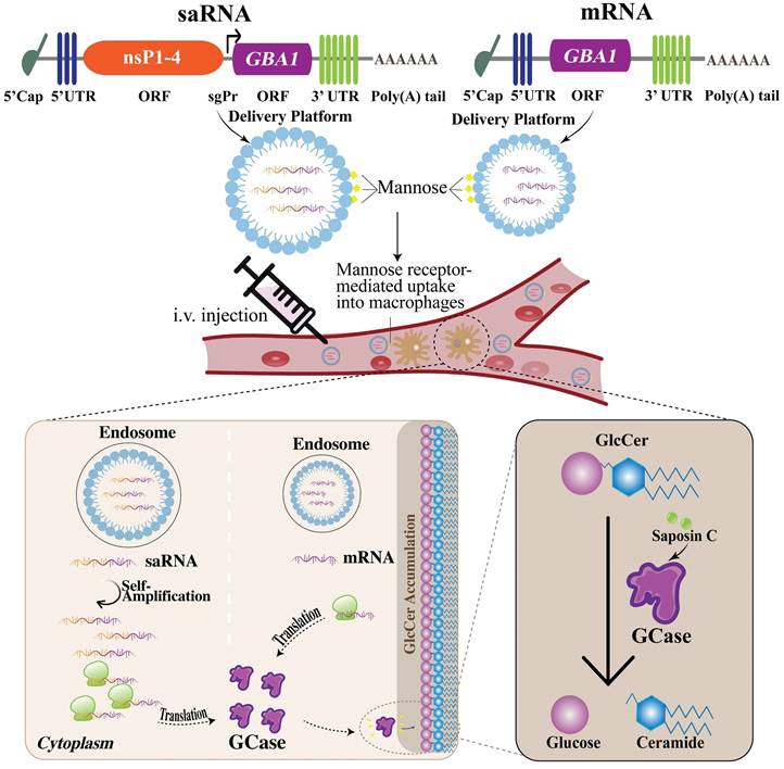 Int J Biol Sci Image