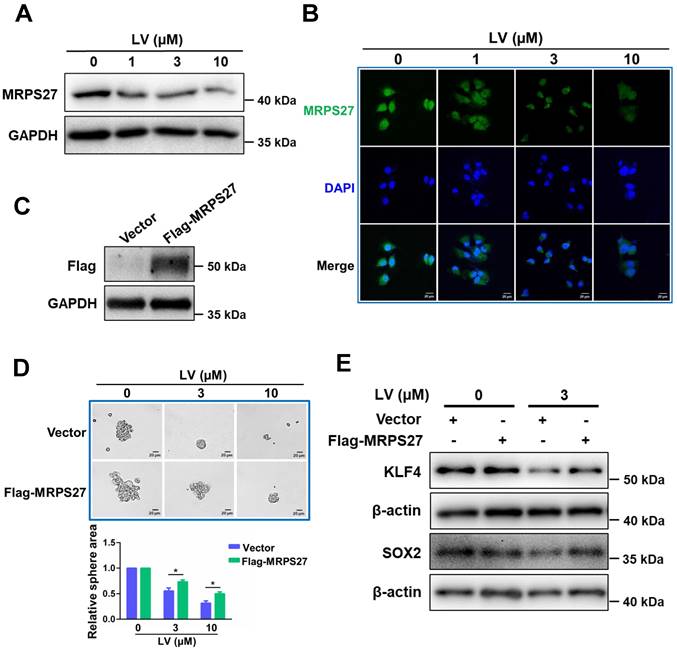 Int J Biol Sci Image