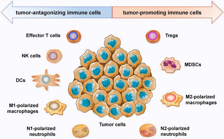 Int J Biol Sci Image