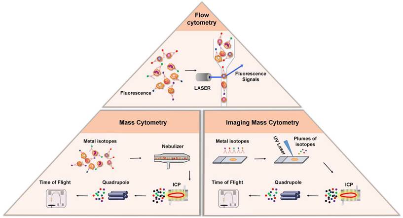 Int J Biol Sci Image