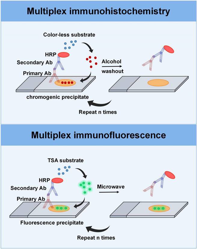 Int J Biol Sci Image