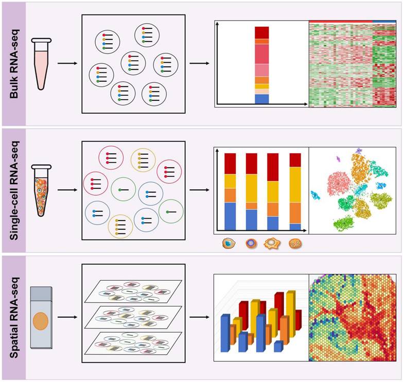 Int J Biol Sci Image