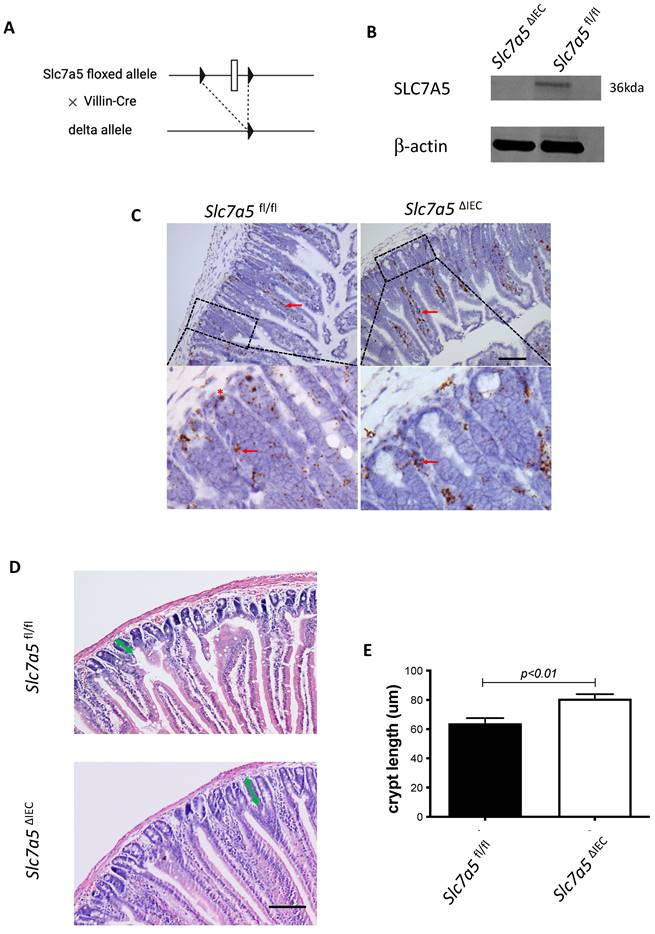 Int J Biol Sci Image