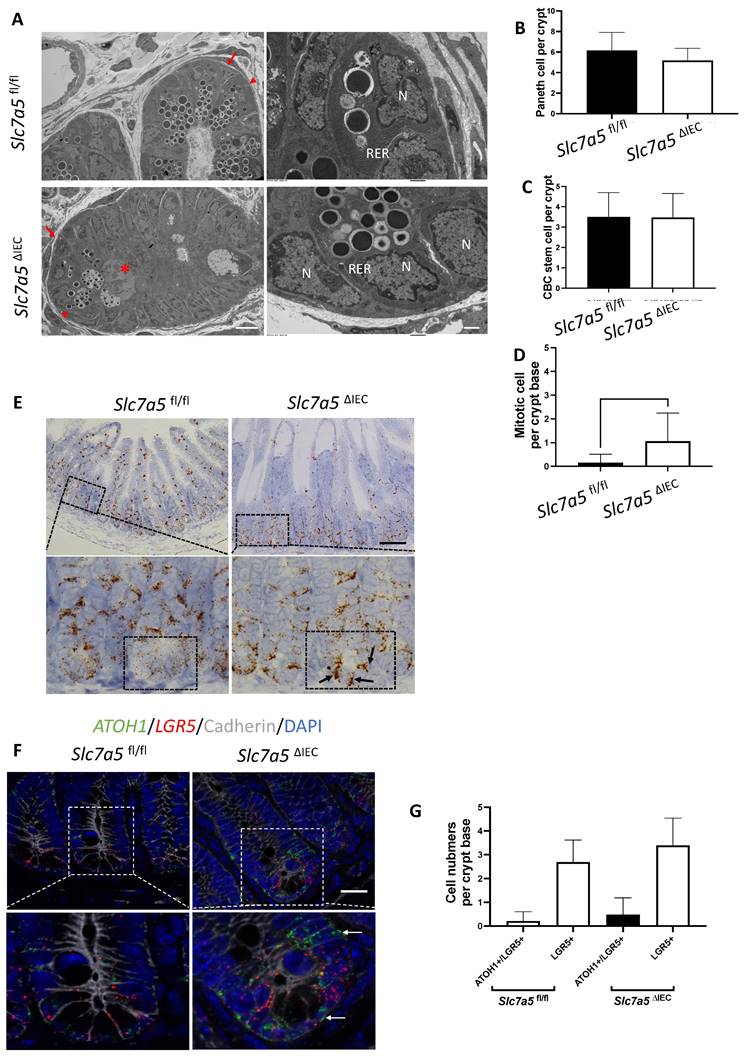 Int J Biol Sci Image