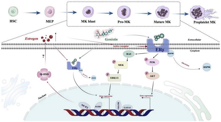 Int J Biol Sci Image