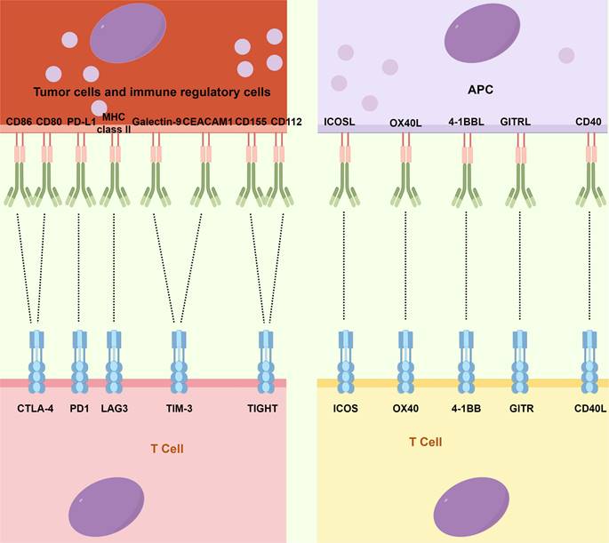 Int J Biol Sci Image