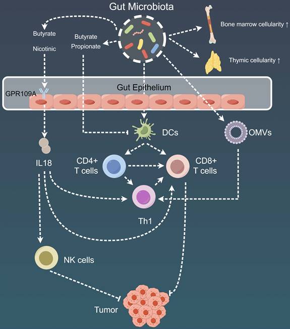 Int J Biol Sci Image