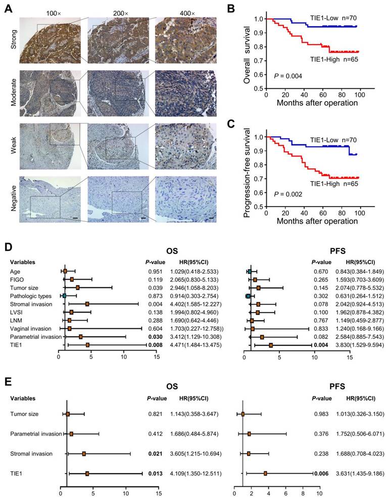 Int J Biol Sci Image