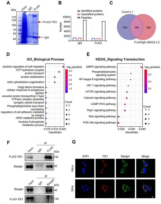 Int J Biol Sci Image