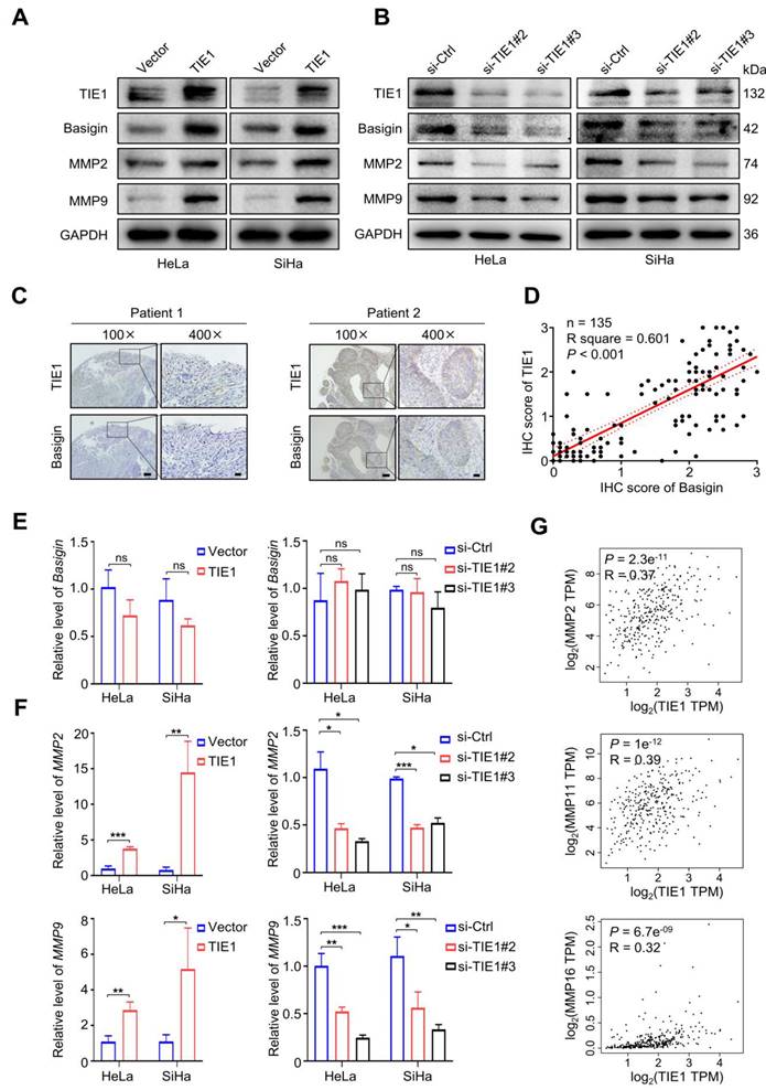 Int J Biol Sci Image