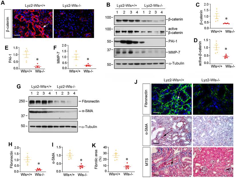 Int J Biol Sci Image