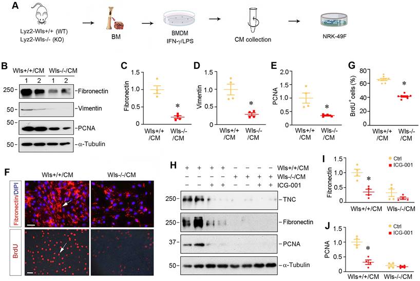 Int J Biol Sci Image