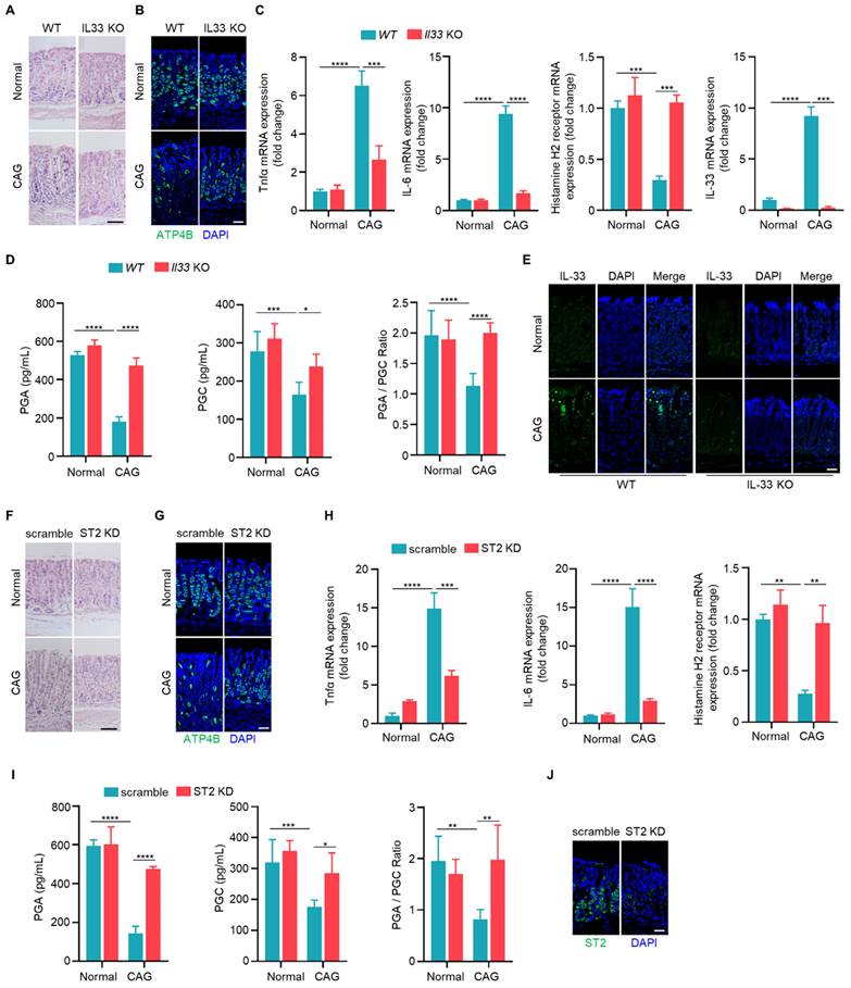 Int J Biol Sci Image