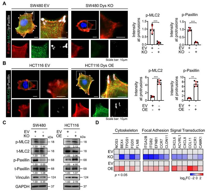 Int J Biol Sci Image