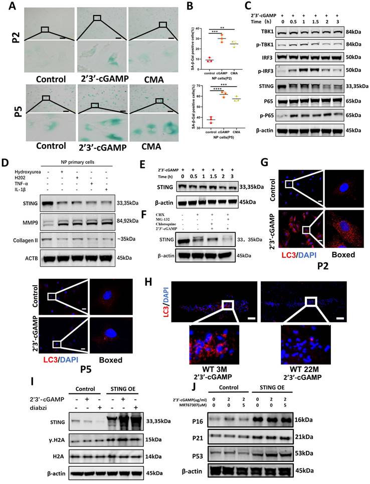 Int J Biol Sci Image