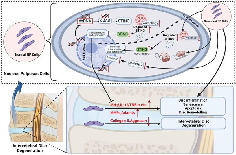 Int J Biol Sci Image