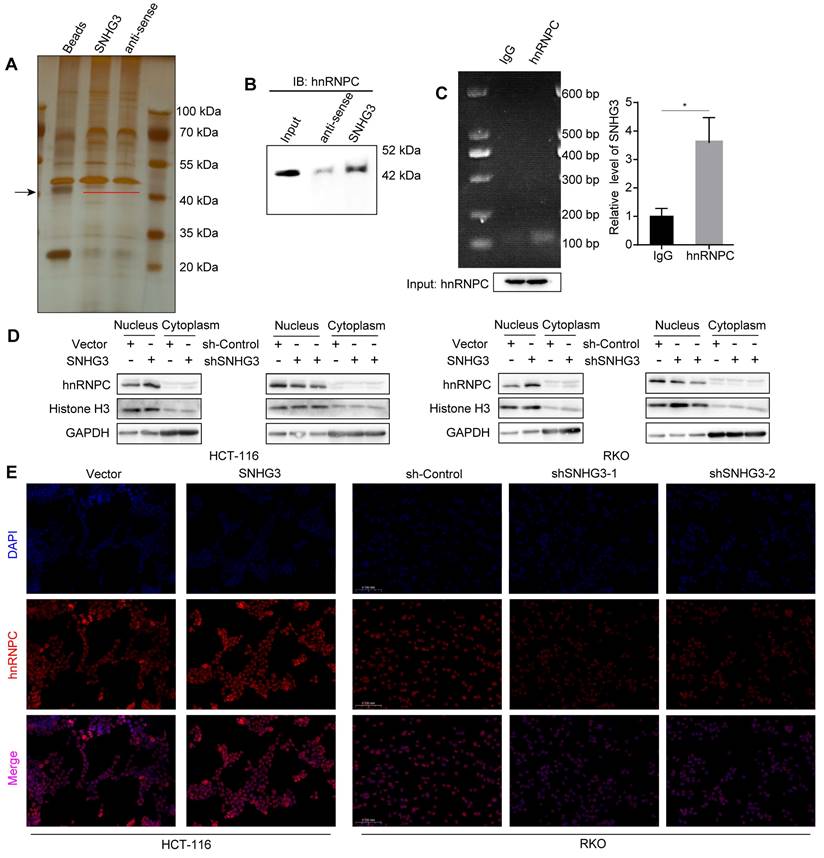 Int J Biol Sci Image