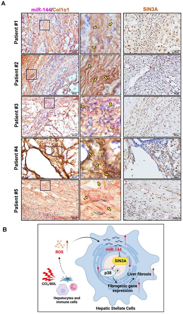 Int J Biol Sci Image