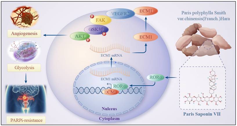 Int J Biol Sci Image