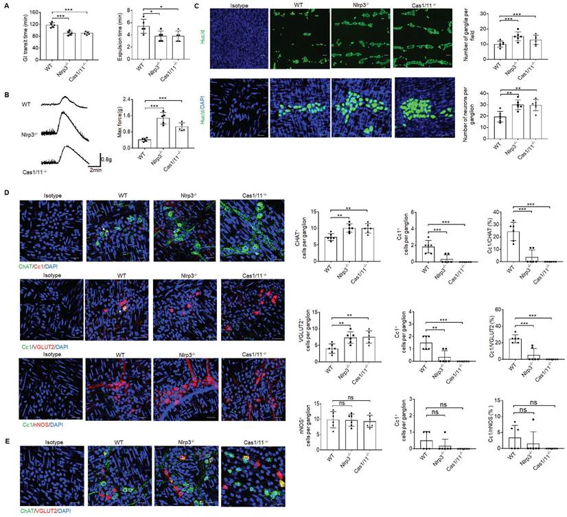 Int J Biol Sci Image