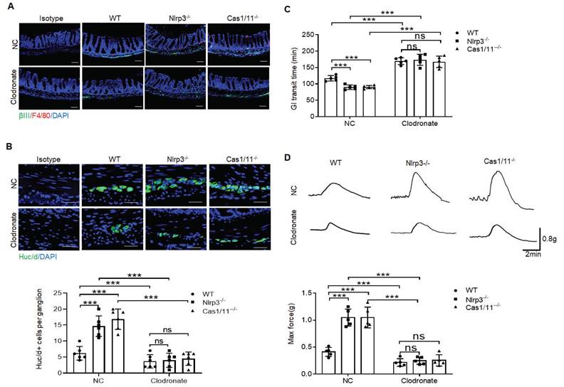 Int J Biol Sci Image